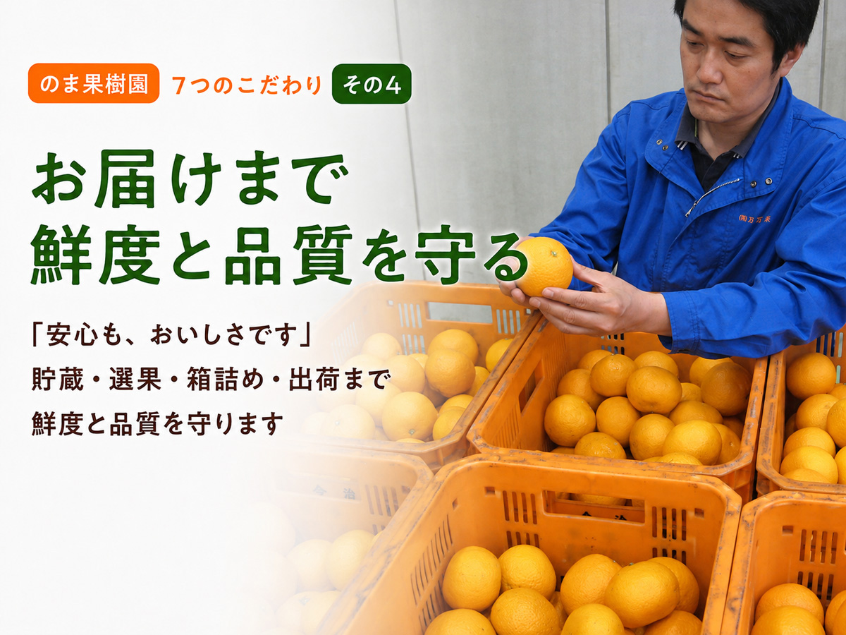 ハウスみかん3kg-贈答用 | のま果樹園