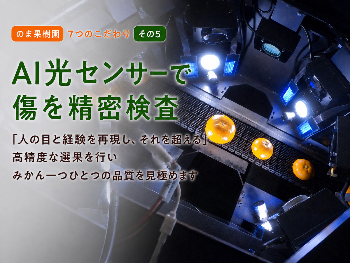 媛まどんな約3kg-家庭用 | のま果樹園