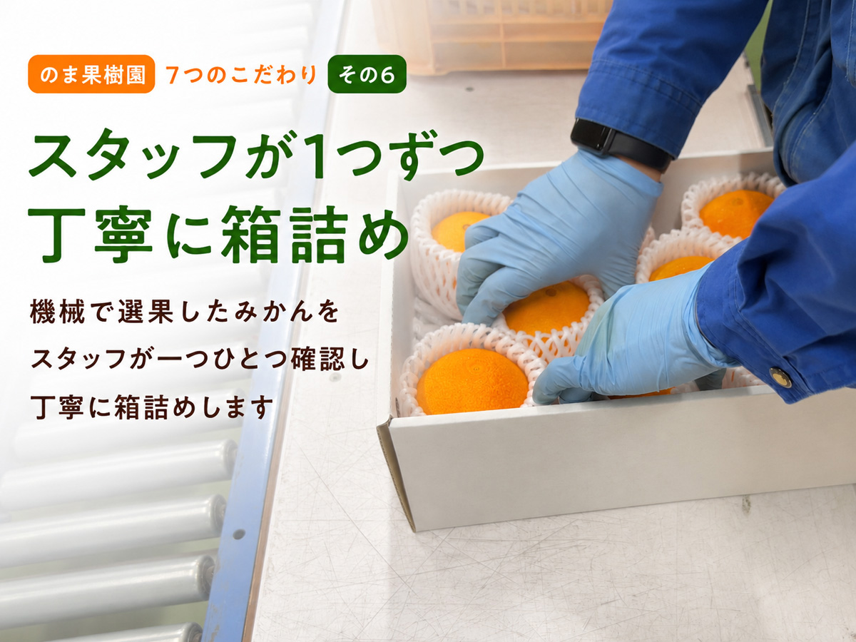 ワケありニューサマーオレンジ約3kg | のま果樹園