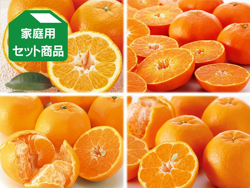 2月の柑橘4種味比べ「プチ」セット | のま果樹園
