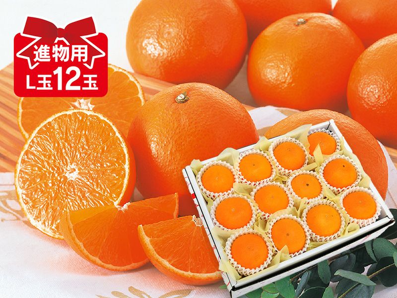 媛まどんな Aセット（5～8個前後）-贈答用 | のま果樹園