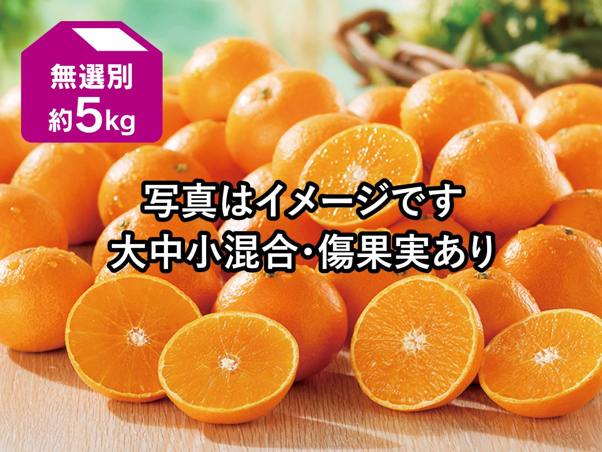 媛まどんな約5kg(無選別) | のま果樹園