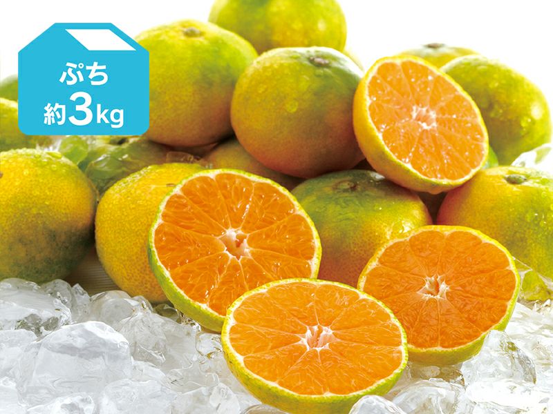 ぷち極早生みかん約3kg | のま果樹園