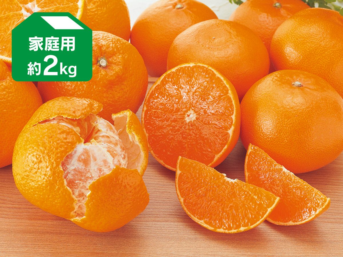 せとか｜柑橘の大トロ！産地直送｜ みかんのことなら「のま果樹園」