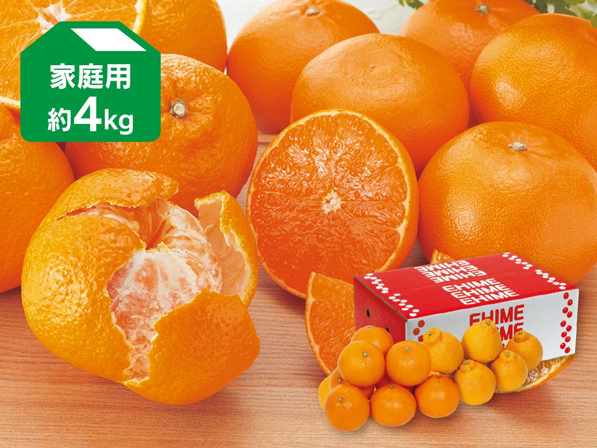 せとか｜柑橘の大トロ！産地直送｜ みかんのことなら「のま果樹園」