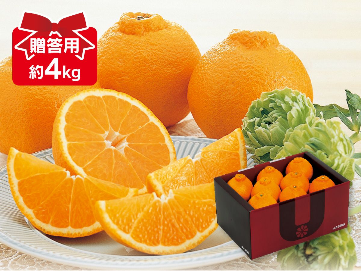 媛まどんな＆はれひめセット約2kg(各1kg)家庭用 | のま果樹園