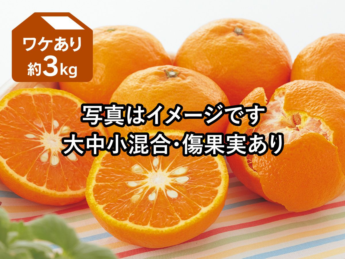 マンダリンオレンジさん専用9,000円 カラマンダリン5kg（ご家庭用） ｜ 果物/オレンジ・その他みかん 産直