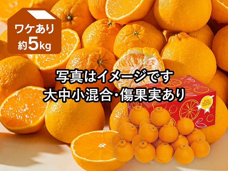 ワケあり土佐文旦 約6kg | のま果樹園