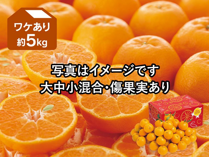 ワケありポンカン約9kg | のま果樹園