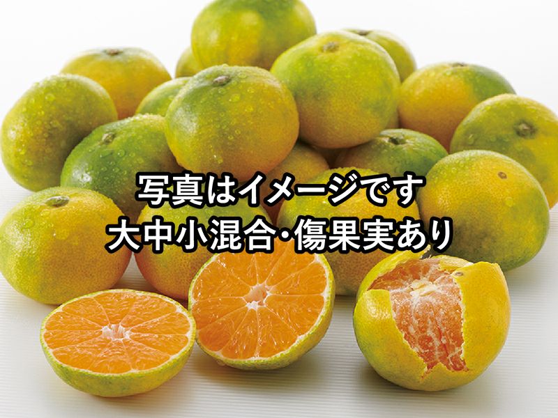 ワケあり極早生みかん約3kg | のま果樹園