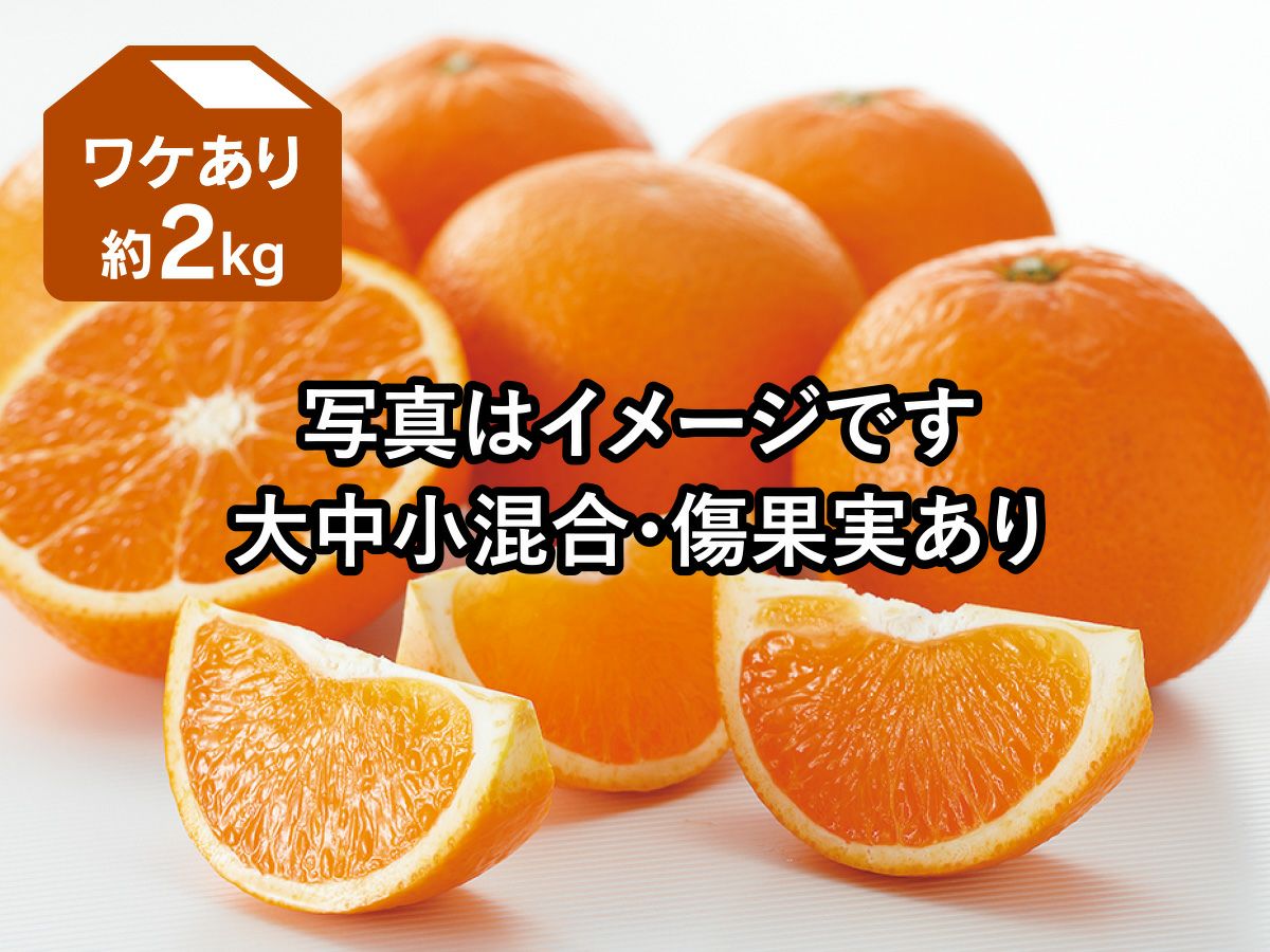 ワケあり清見タンゴール約3kg | のま果樹園
