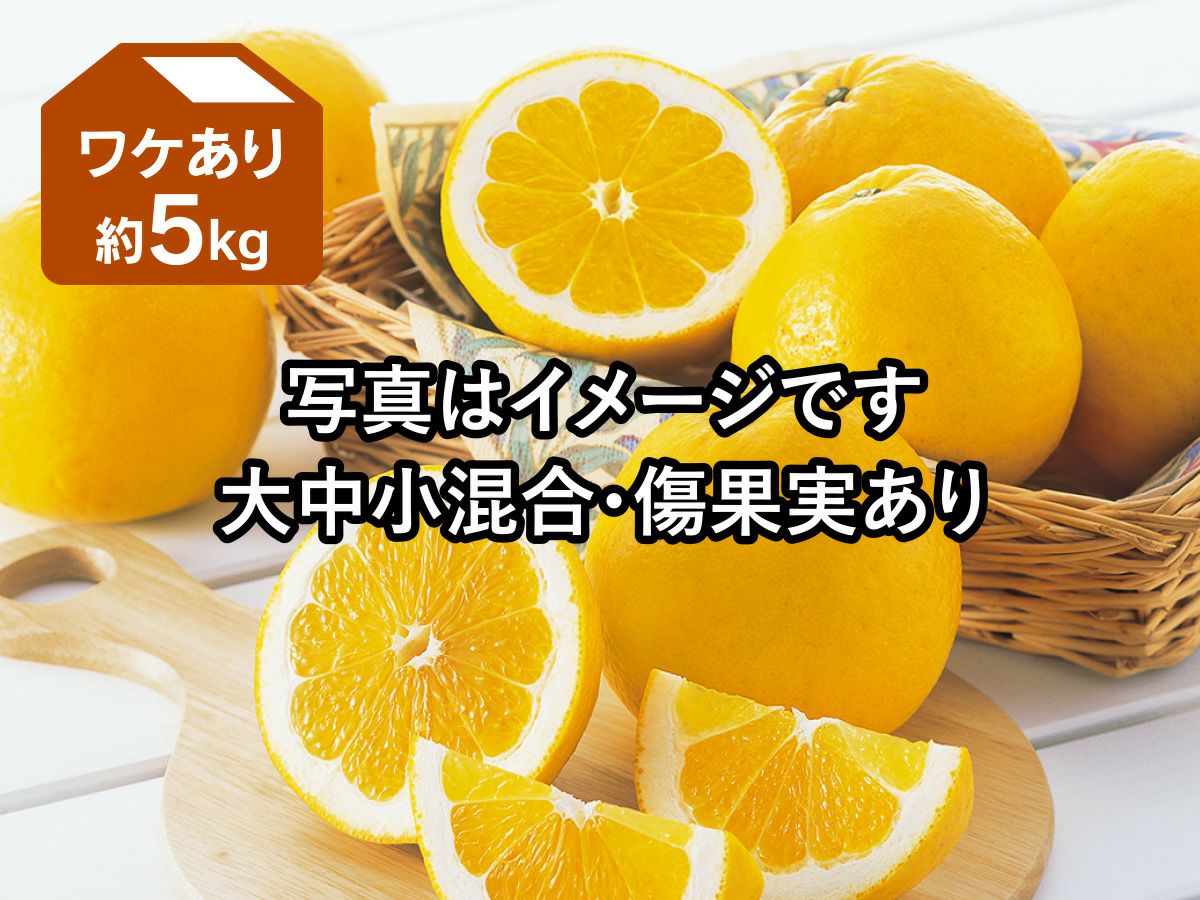 ワケあり木成り河内晩柑約5kg | のま果樹園