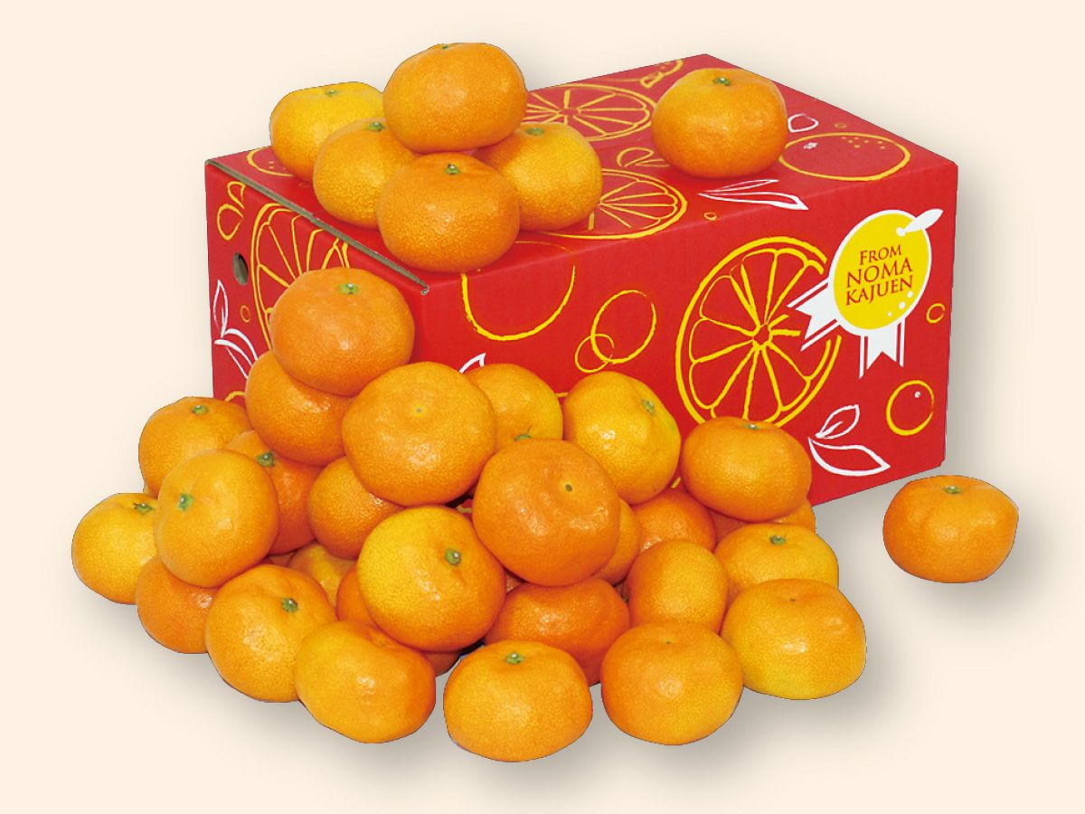 愛媛みかん3kg-小粒っ子 | のま果樹園