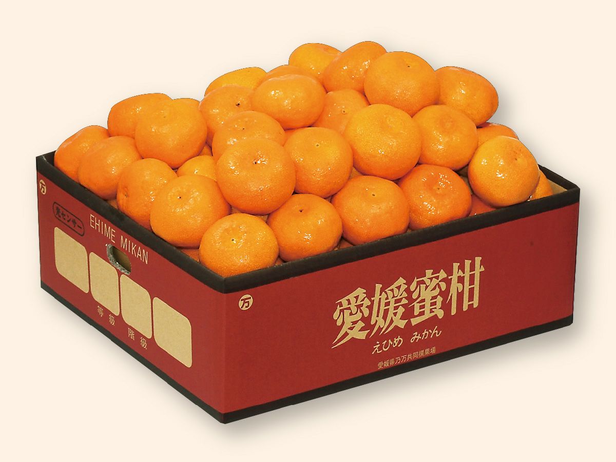 みかん様♡専用ページ 愛媛みかん5kg-家庭用 | のま果樹園