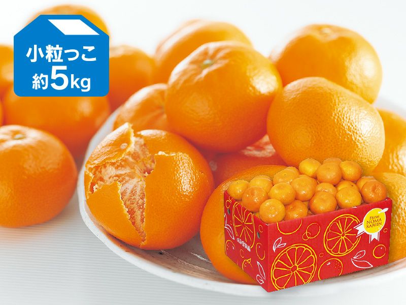 愛媛みかん5kg-小粒っ子 | のま果樹園