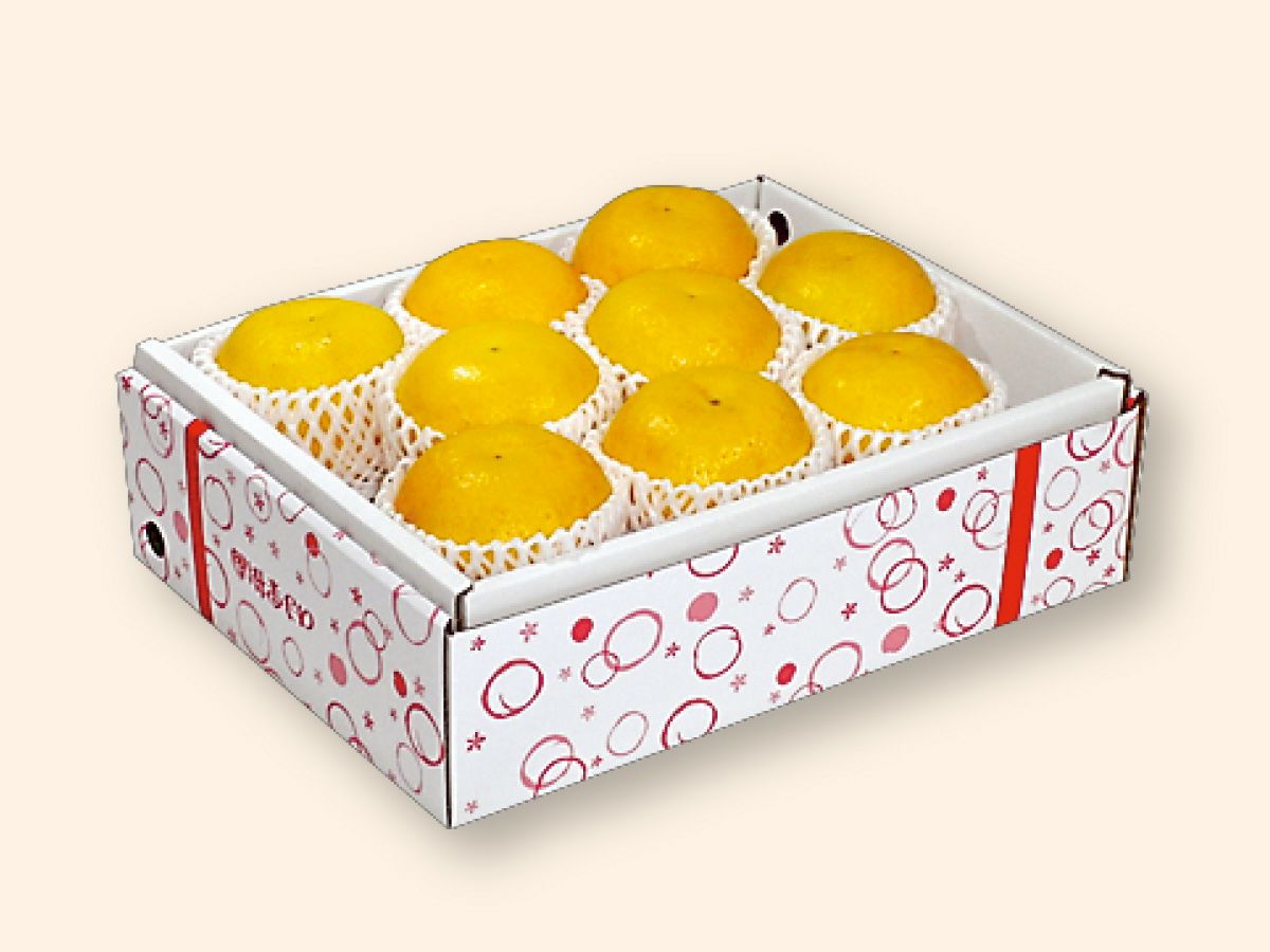 河内晩柑 美生柑 ジューシーオレンジ 3年生 苗木 河内晩柑約3kg-贈答用(ジューシーオレンジ) | のま果樹園