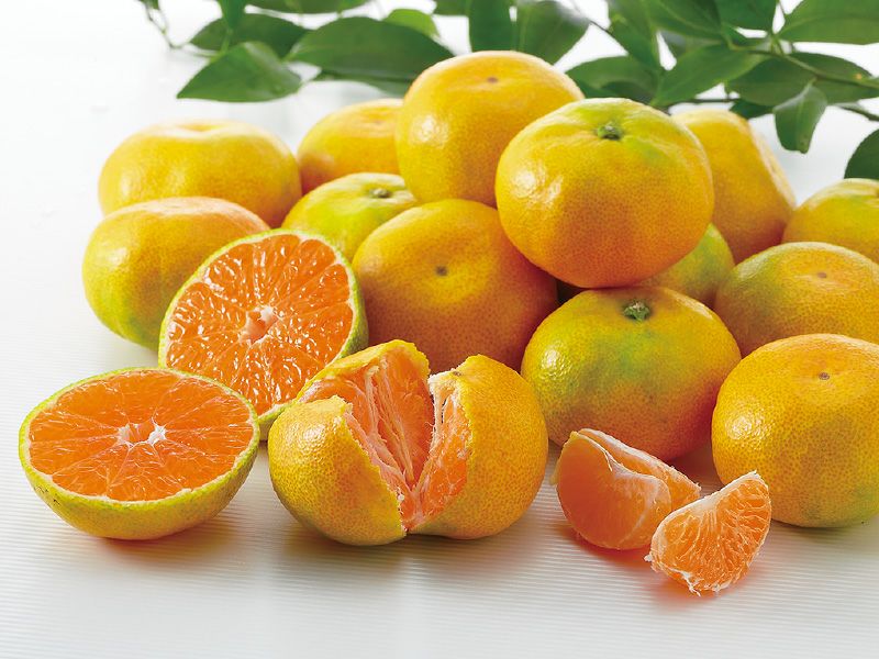 極早生みかん約3kg-家庭用 | のま果樹園