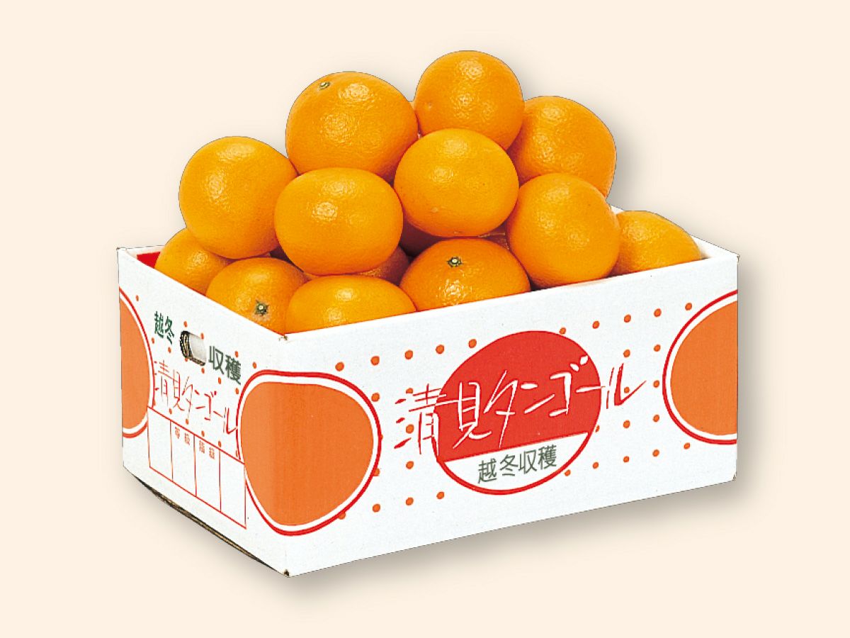 清見タンゴール約5kg-家庭用 | のま果樹園