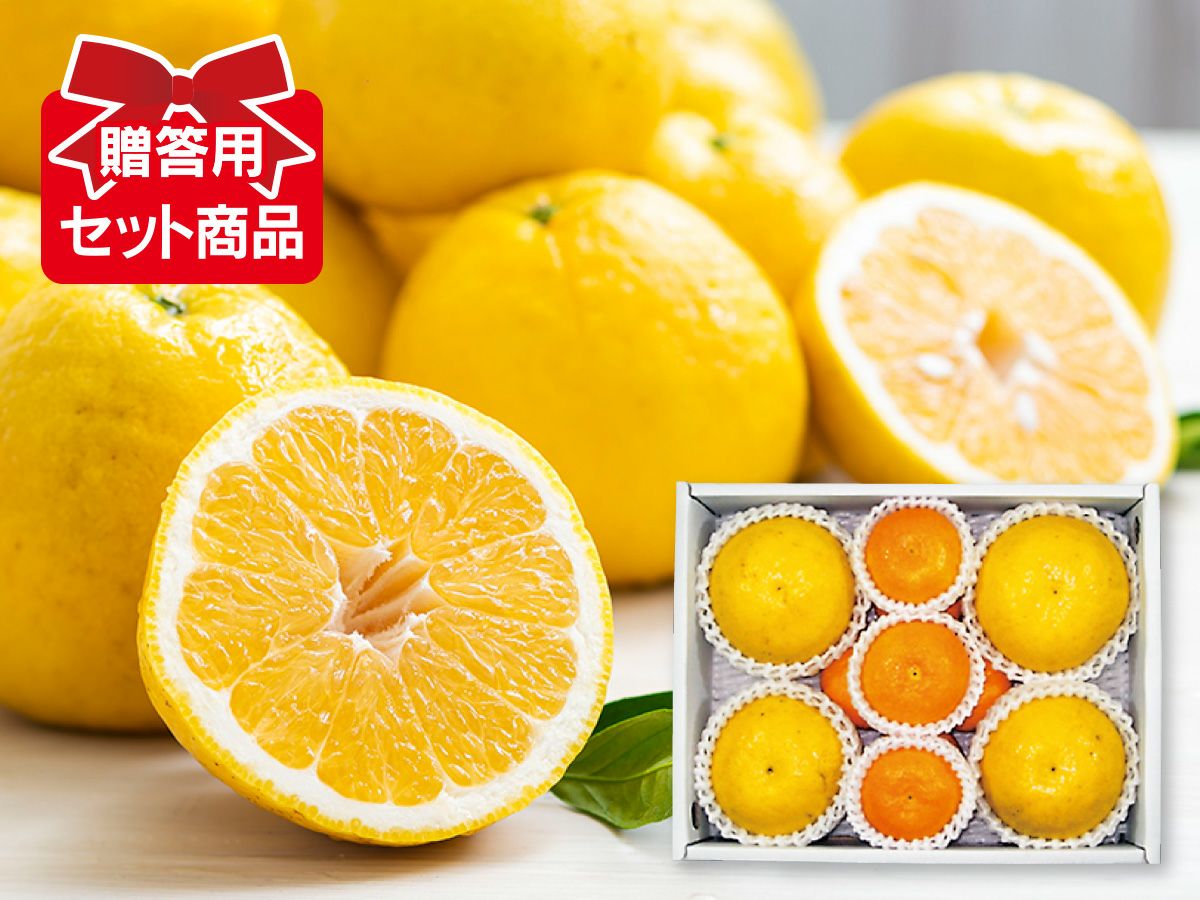 柑橘よくばりCセット | のま果樹園