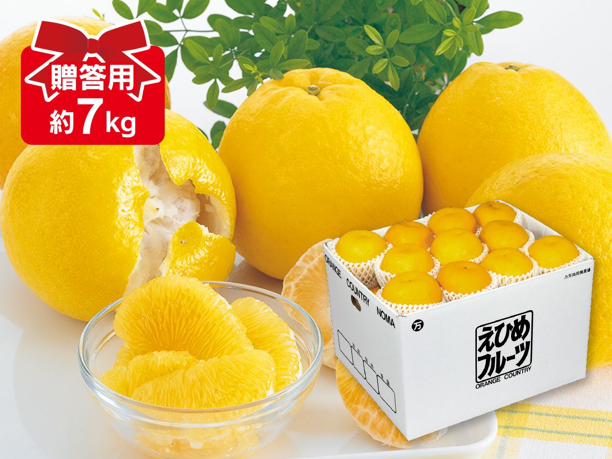 木成り河内晩柑約7kg-贈答用 | のま果樹園