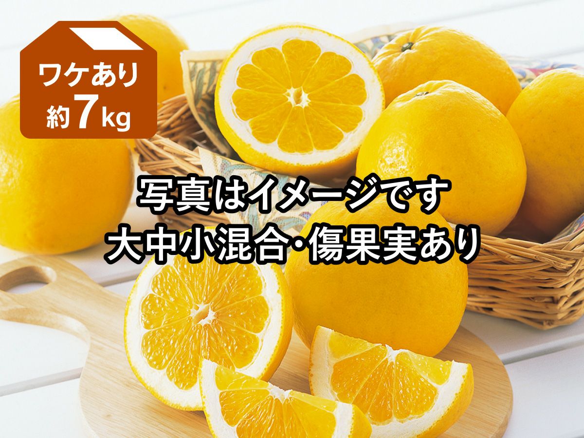 ★冬柑　まとめ買い ワケあり木成り河内晩柑約7kg | のま果樹園