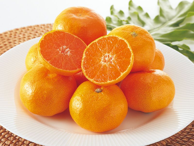 愛媛みかん5kg-贈答用 | のま果樹園