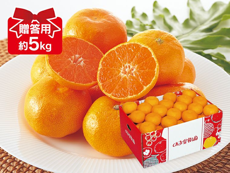 愛媛みかん5kg-贈答用 | のま果樹園