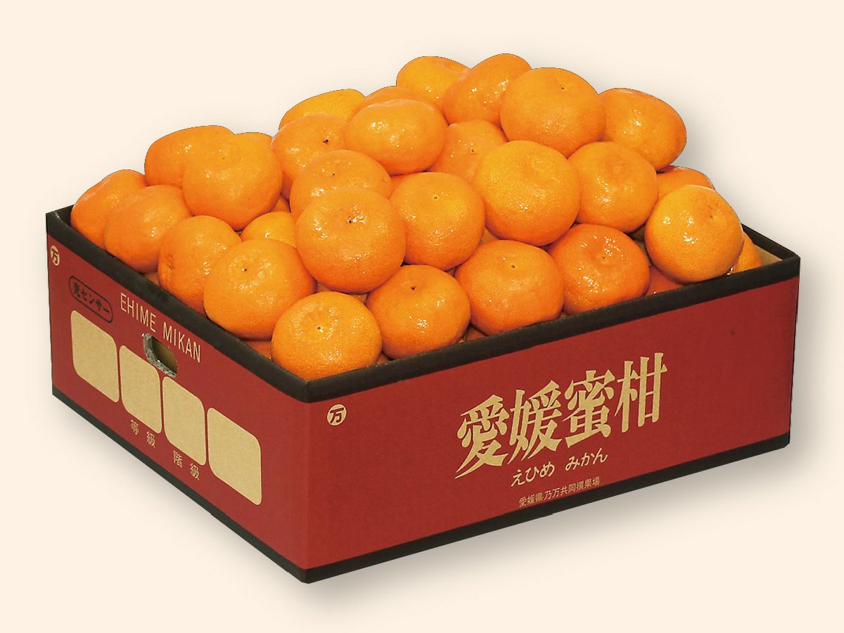 愛媛みかん5kg-家庭用 | のま果樹園
