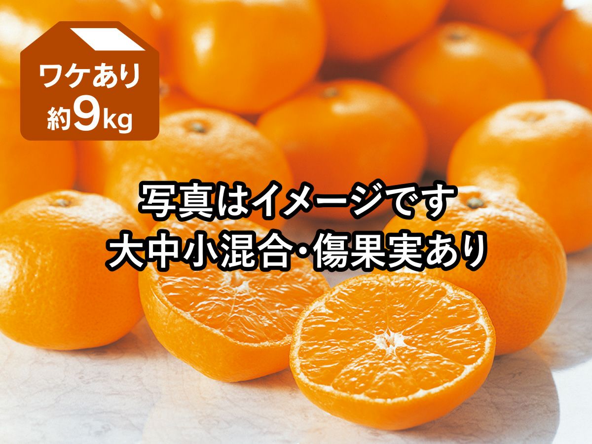 ワケあり愛媛みかん約9kg | のま果樹園