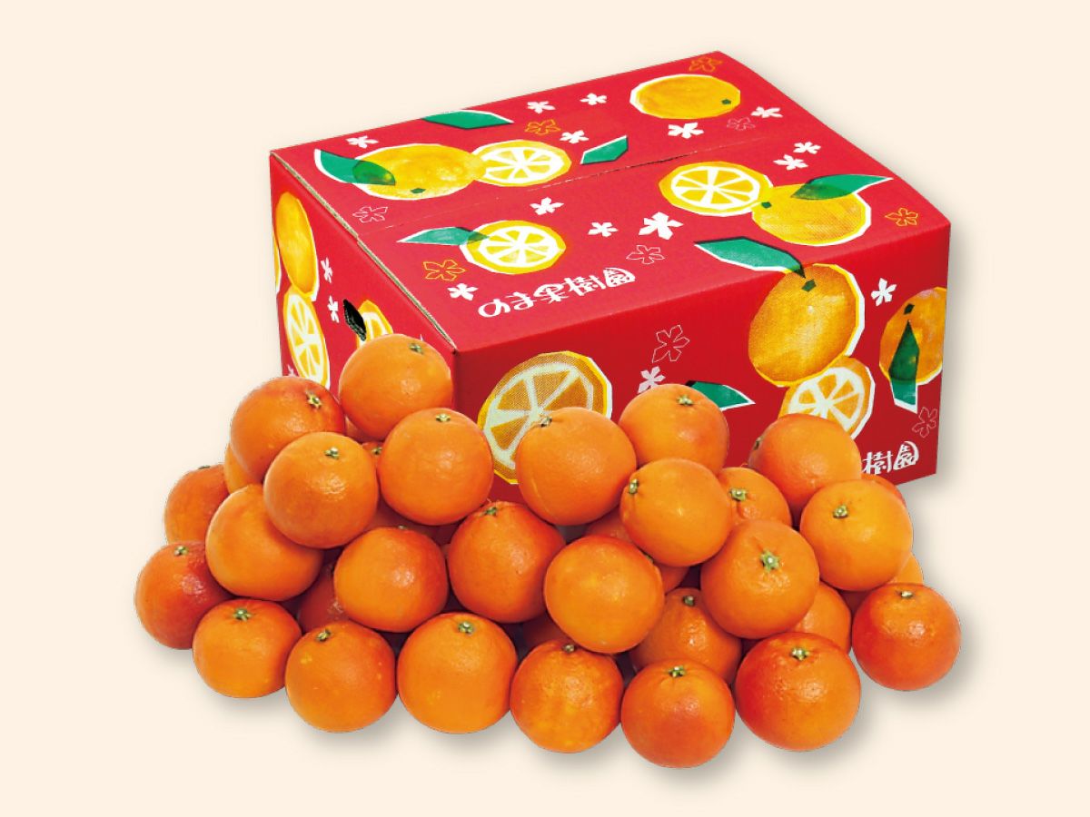 愛媛産「ブラッドオレンジ」約7kg-家庭用 | のま果樹園