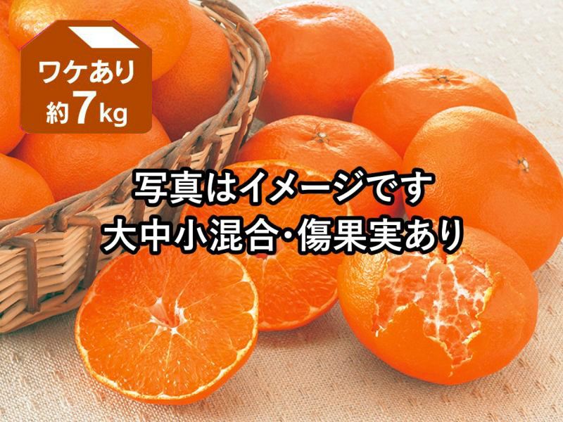 甘平 約3kg 無選別(キズ果・サイズ混合) | のま果樹園