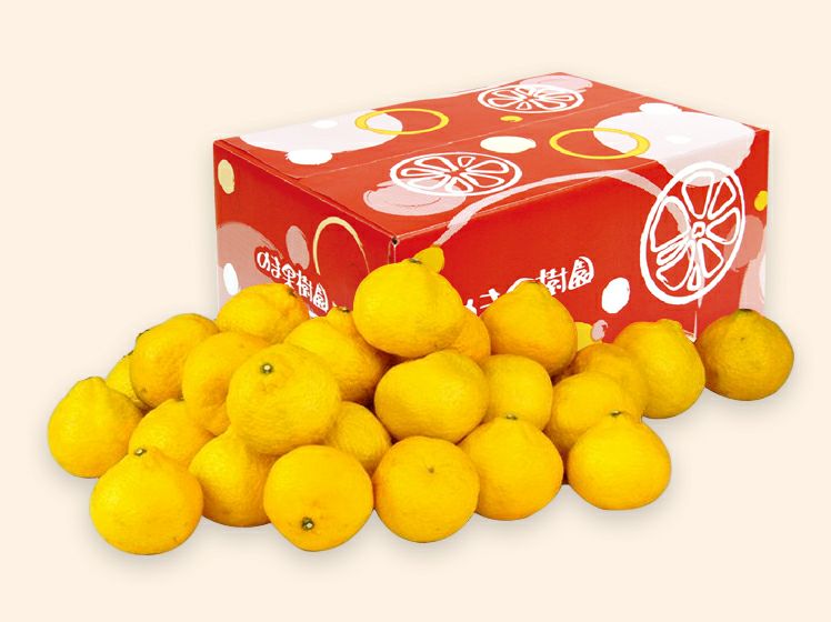 甘平　媛小春　5kg 詰め合わせ　愛媛県松山市産 愛媛県産 甘平 精品5kg（M～4L混み） - きなはいやインターネット店