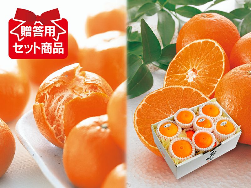 媛まどんな Bセット（8～12個前後）-贈答用 | のま果樹園