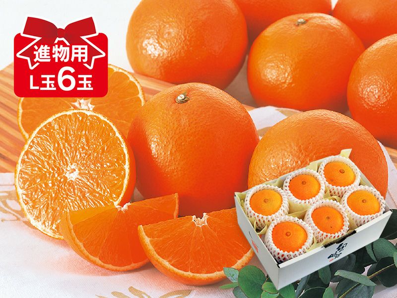 媛まどんな約2kg(無選別) | のま果樹園