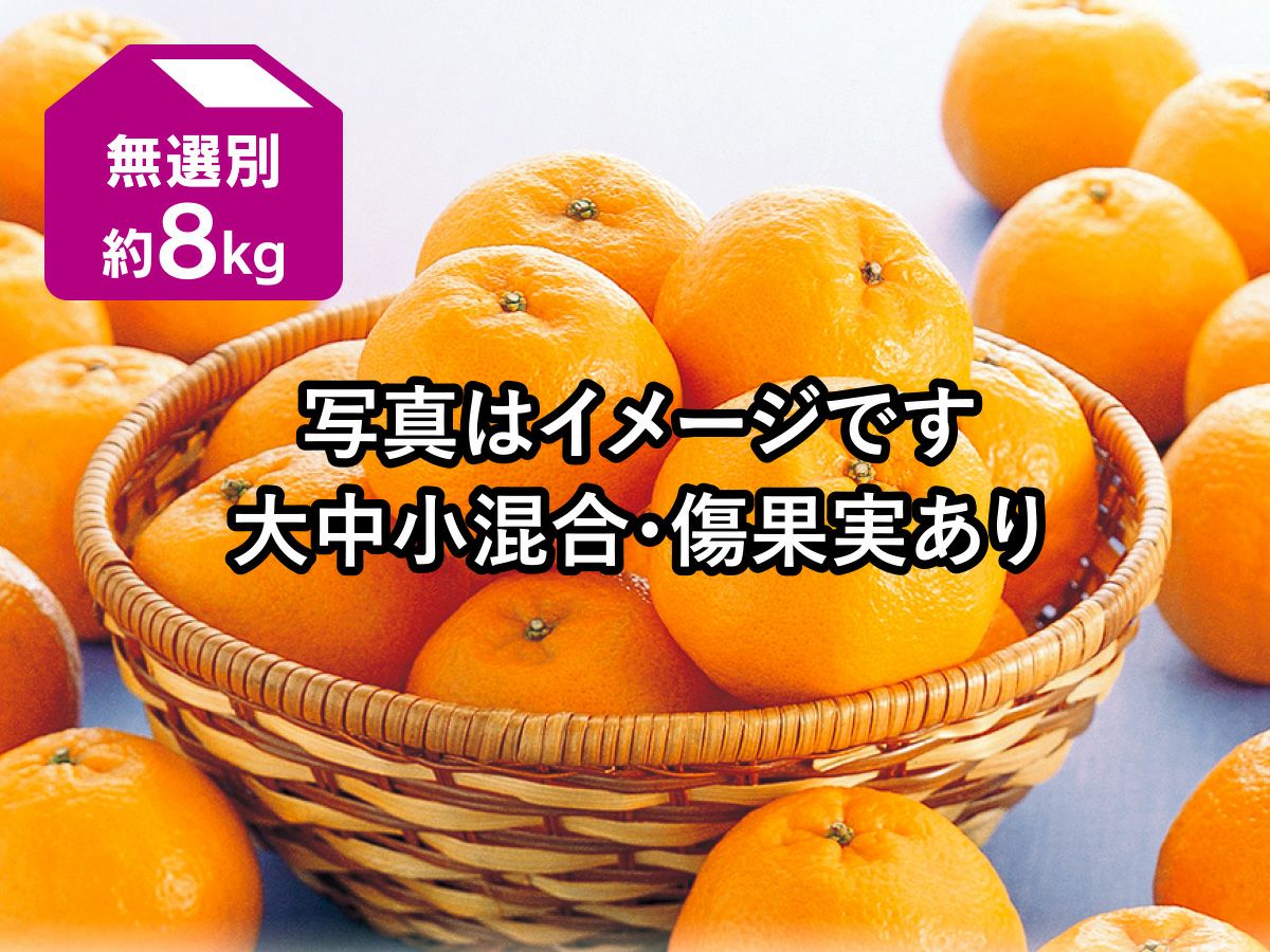 ワケありはるか約9kg | のま果樹園