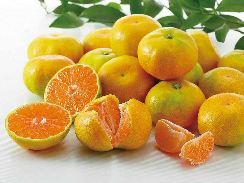 極早生みかん L玉・約2.5kg | のま果樹園