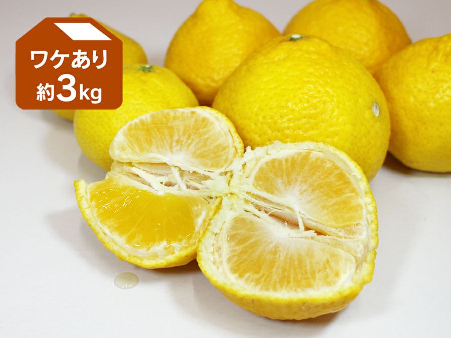 媛小春（ひめこはる）小玉8kg 愛媛県産 ※北海道、東北、沖縄への発送不可 愛媛名産】玉宝媛小春(ひめこはる) 3kg【E64-86】 | 愛媛県八幡浜市