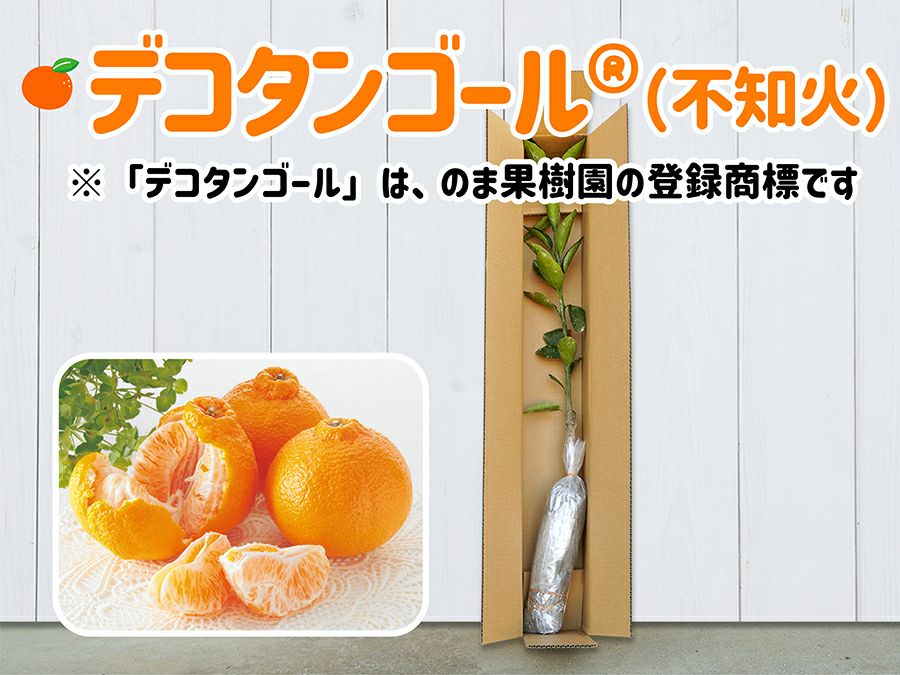 デコタンゴール(R) 1年生芽接ぎ【苗木】 | のま果樹園