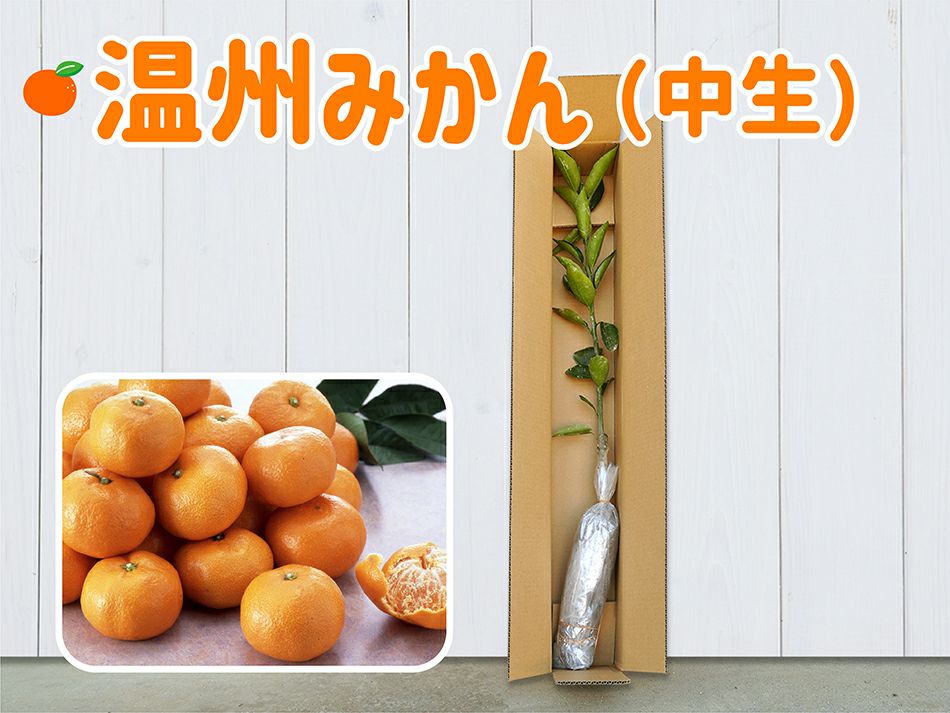 温州みかん1年生芽接ぎ【苗木】 | のま果樹園