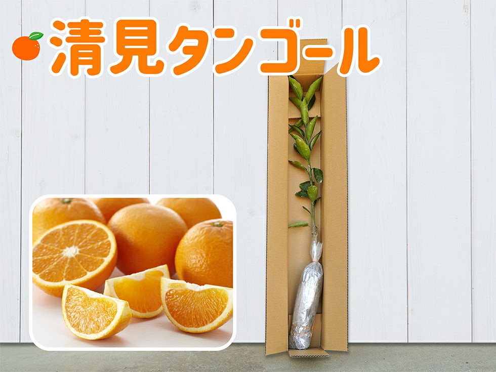 清見タンゴール1年生芽接ぎ【苗木】 | のま果樹園