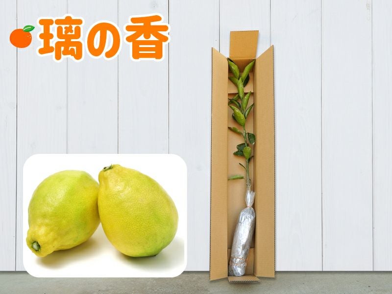 璃の香1年生芽接ぎ【苗木】 | のま果樹園