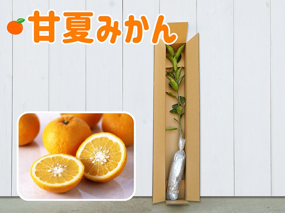 蜜柑ページ 蜜柑と八朔と甘夏とネーブル | 和歌山県の果実酒 | クラフト酒・日本酒