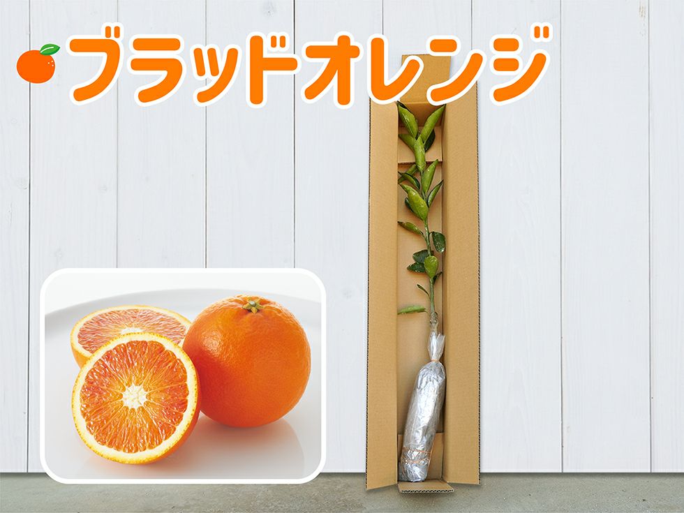 ブラッドオレンジ1年生芽接ぎ【苗木】 | のま果樹園