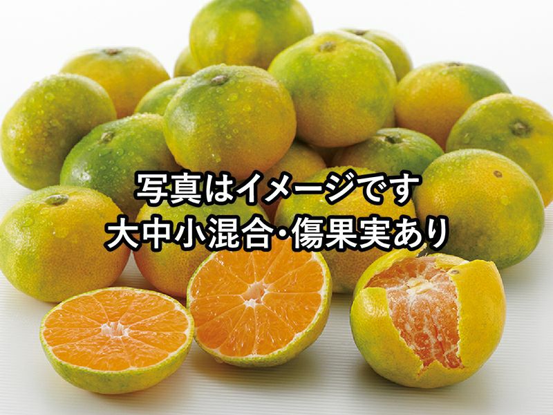 ワケあり極早生みかん約6kg | のま果樹園