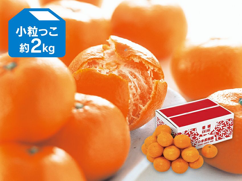 愛媛みかん2kg-小粒っ子 | のま果樹園