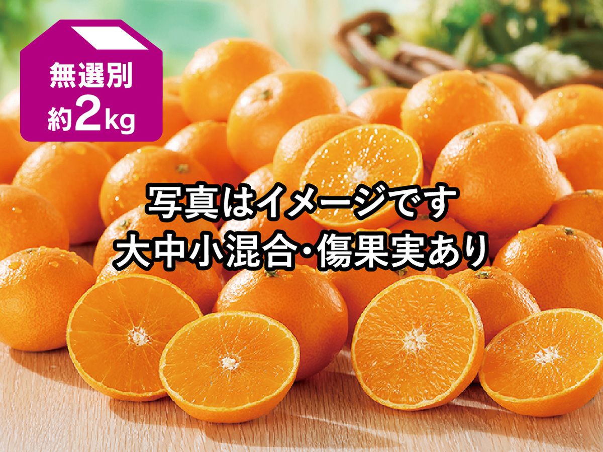 媛まどんな約2kg(無選別) | のま果樹園