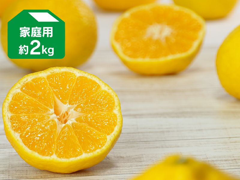 媛小春（ひめこはる） 約2kg | のま果樹園