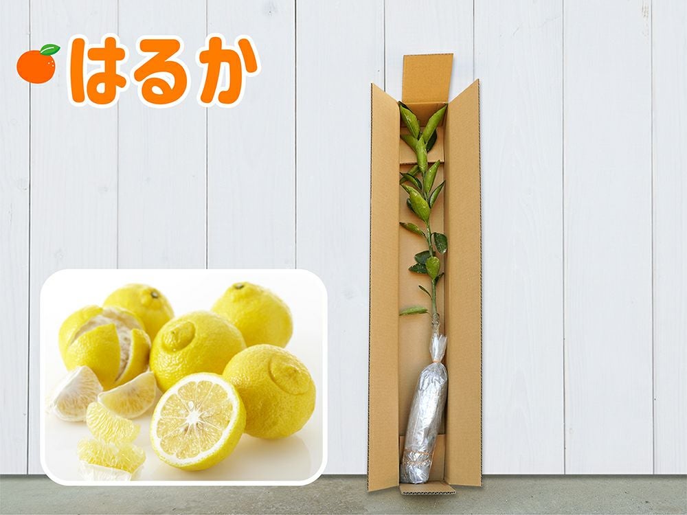 はるか 1年生芽接ぎ【苗木】 | のま果樹園