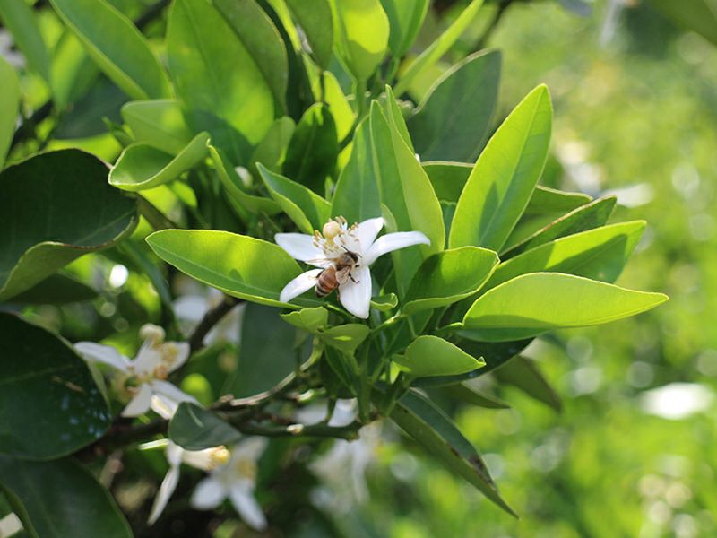 はるか 1年生芽接ぎ【苗木】 | のま果樹園
