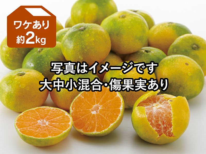極早生みかん | のま果樹園